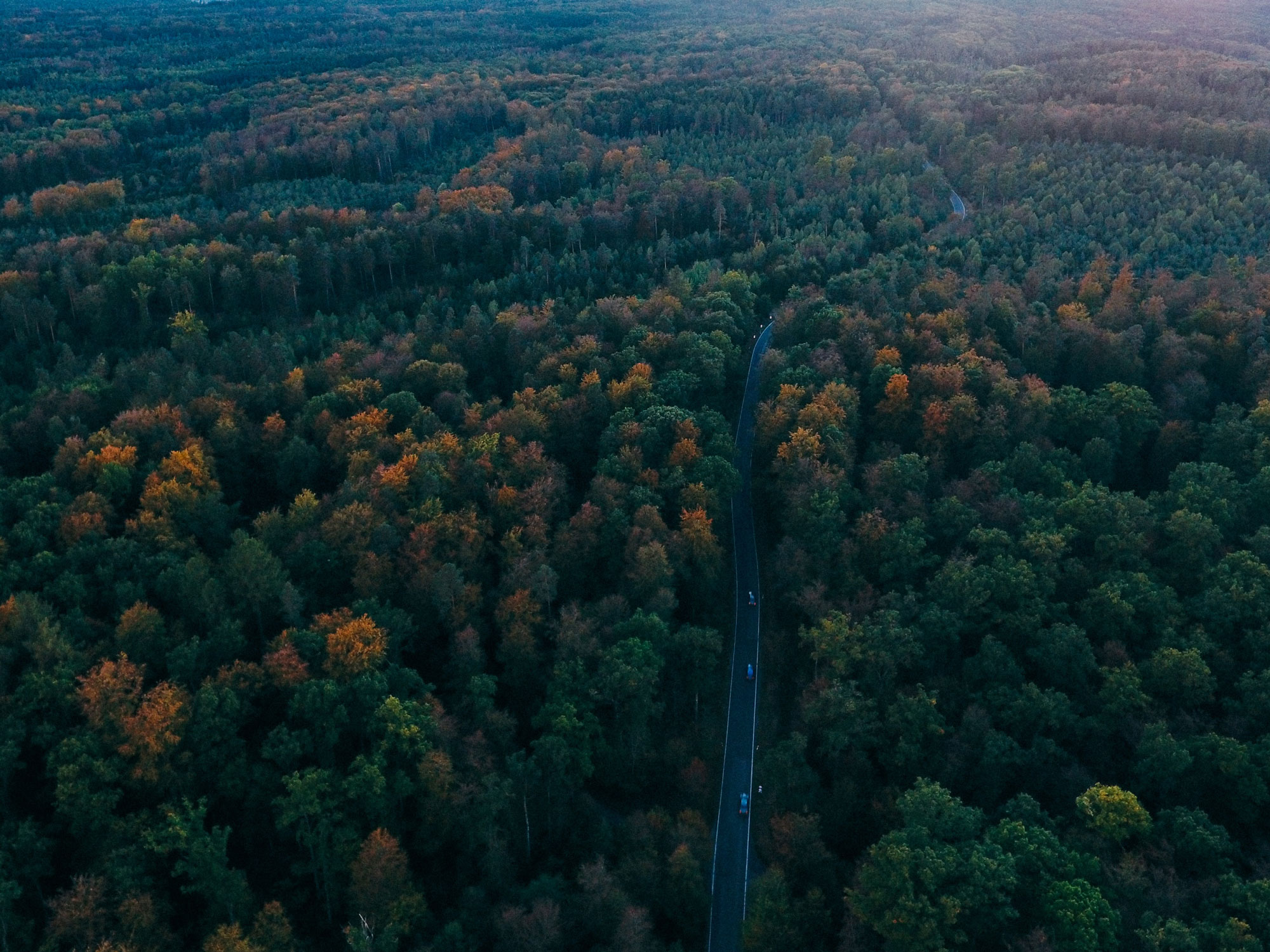 image of Black Forest