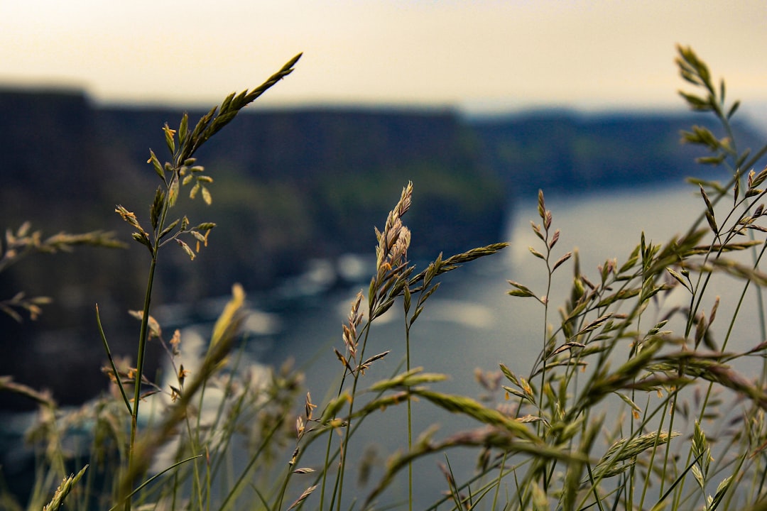 Image of Cork