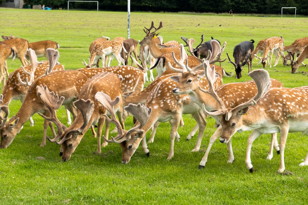 Image of Phoenix Park